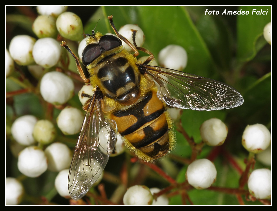 Dalla Sicilia Myathropa florea M (Syrphidae)